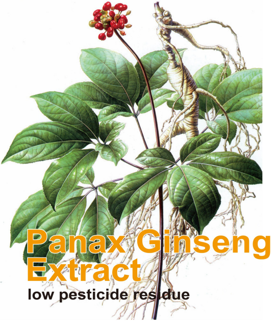 Ginseng Extract